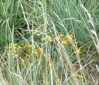 hypericum growing.jpg